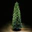 Picture of 10' Dynamic RGBWW LED One Plug Fraser Tree - Slender