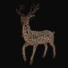 Picture of Hybrid Stag, Golden white, large