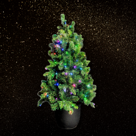 Picture for category Potted Tree