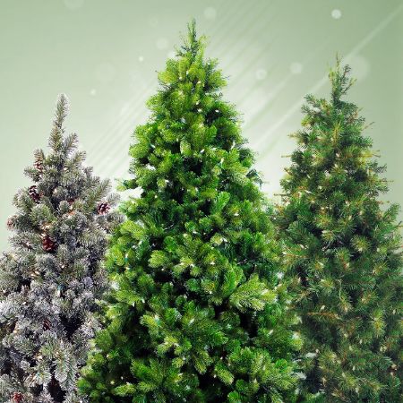 Picture for category Christmas Trees