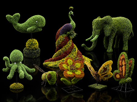Picture for category Boxwood