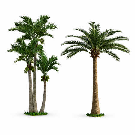 Picture for category Palm