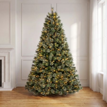 Picture for category Scotch Pine